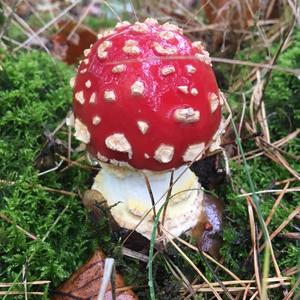 Fly Agaric