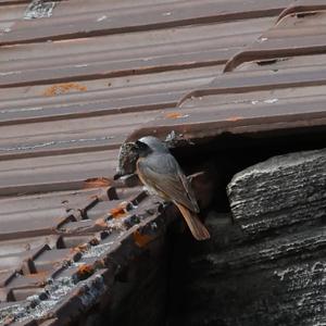 Common Redstart