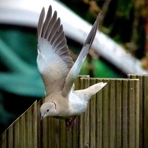 Eurasian Collared-dove