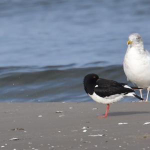 Eurasian Oystercatcher