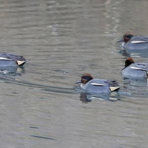 Common Teal