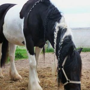 Gypsy Vanner Horse