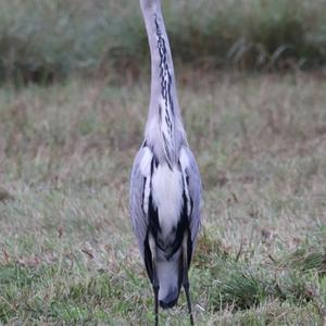 Grey Heron