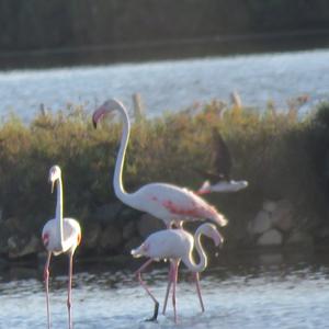 Greater Flamingo