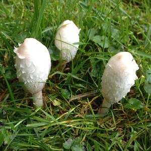 Shaggy Mane