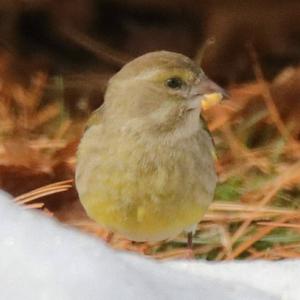 European Greenfinch