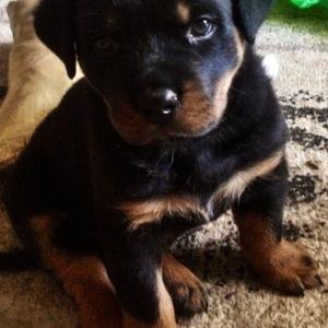 Rottweiler