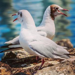 Black-headed Gull