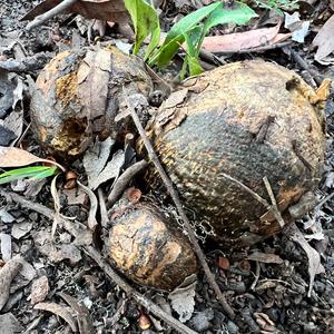 Brown Puffball