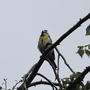 Blue Tit