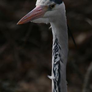 Grey Heron