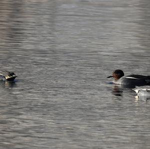 Common Teal