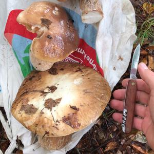 Summer Bolete