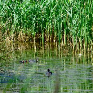 Common Coot