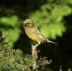 European Greenfinch