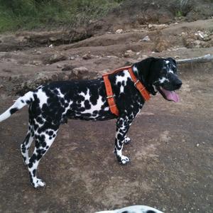 Dalmatian