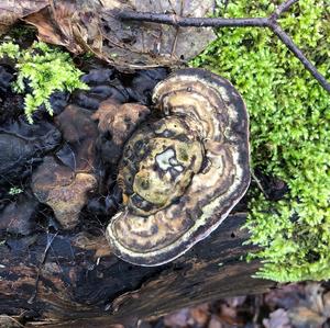 Tinder Polypore