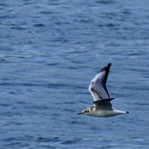 Black-headed Gull