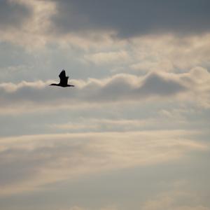 Great Cormorant