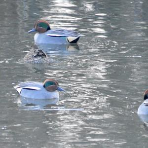 Common Teal