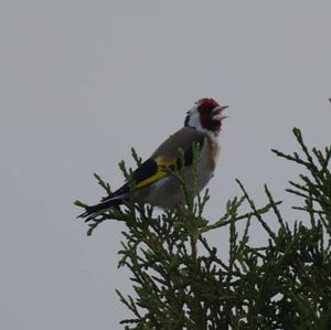 European Goldfinch