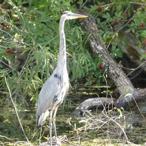 Great Blue Heron