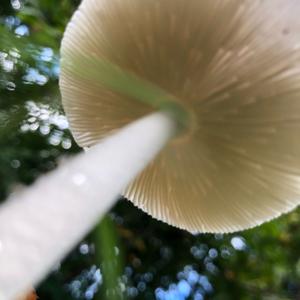 Destroying Angel