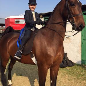 American Saddlebred