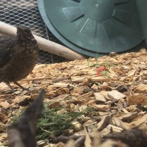 Eurasian Blackbird