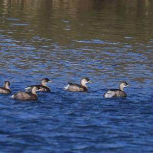 Little Grebe