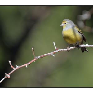 Alpine Citril Finch