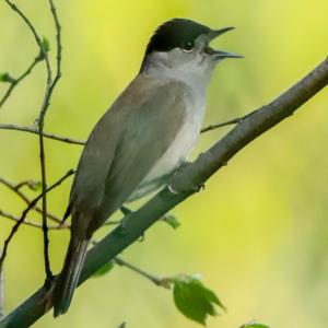 Blackcap