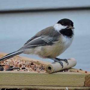 Black-capped Chickadee