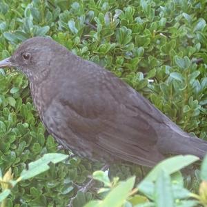 Eurasian Blackbird