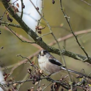 Long-tailed Tit