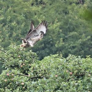 Common Buzzard