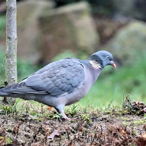 Common Wood-pigeon