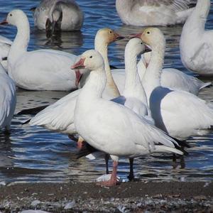 Snow Goose