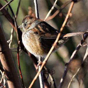 Swamp Sparrow