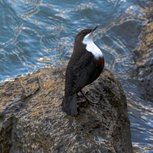 White-throated Dipper