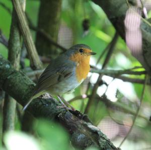 European Robin