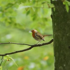 European Robin