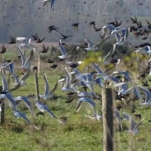 Black-headed Gull