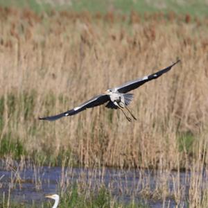 Grey Heron