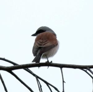 Red-backed Shrike