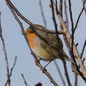 European Robin