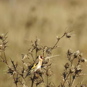 European Goldfinch