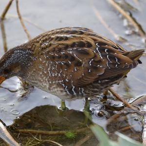 Spotted Crake