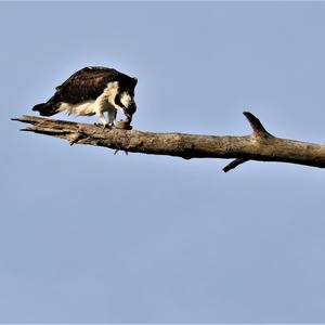 Osprey