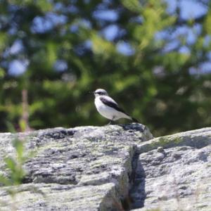 Northern Wheatear